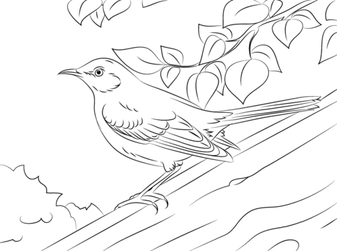 Northern Mockingbird Coloring Page